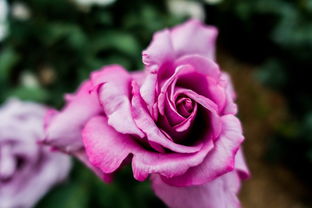 挽回爱情送什么玫瑰,成功挽回爱情的秘密：赠送特别的玫瑰)