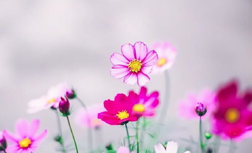 挽回感情就是放下吗,挽回感情要学会放下