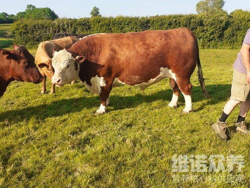 挽回奶牛最好的方法,如何挽回失去的奶牛？