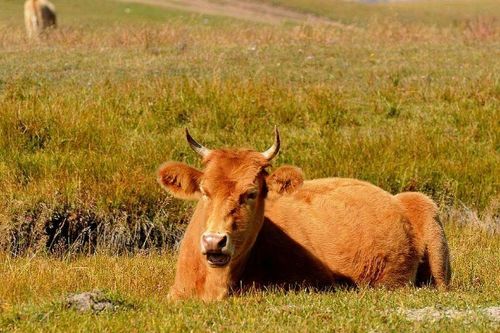 怎么挽回属牛女,怎样挽回属牛女？快来看！