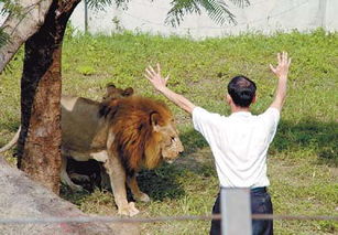 狮子男的挽回方式,狮子男如何挽回：有效方法！