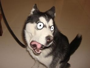 哈士奇撩妹挽回面子,如何让哈士奇“撩妹”不失面子