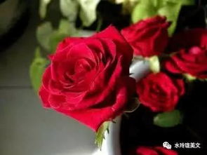 挽回花束花语大全简短,花束花语知识大全