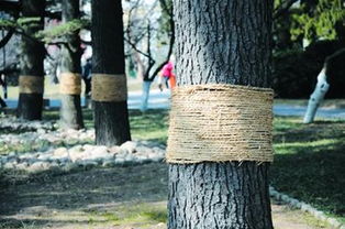 树被烧了怎么挽回,被大火吞噬的树木如何恢复？