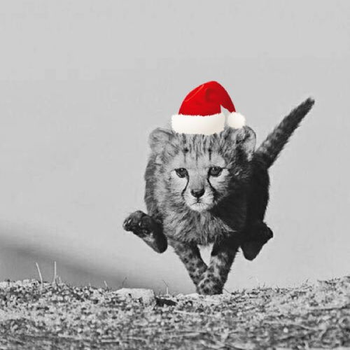 挽回纸老虎的方式,如何重建纸老虎的威信