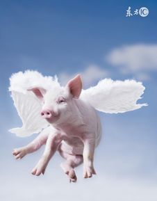 如何挽回属猪女,如何成功挽回属猪女