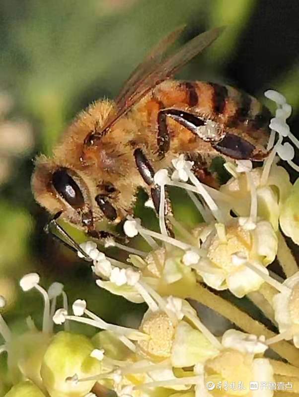挽回蜜蜂最好的方法,如何有效地挽回蜜蜂？