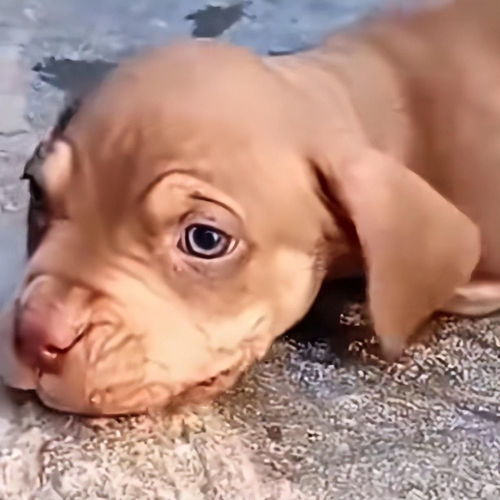 情侣分手后狗狗挽回,分手后狗狗帮主人重修旧好