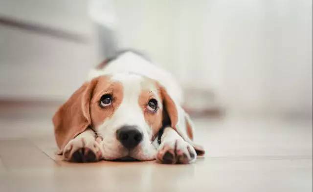 赌狗如何挽回老婆，如何让赌徒重新赢回妻子的心？