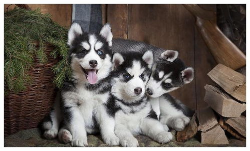 哈士奇可以挽回吗,挽回哈士奇的方法，你知道吗？