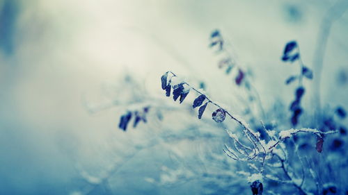 巨蟹绝情还能挽回吗,巨蟹背叛如何挽救？