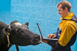 狗狗挽回奶牛视频,狗狗救援奶牛 视频感动网友