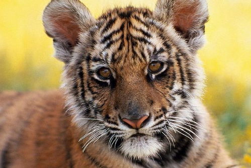 怎样挽回属虎女,属虎女的挽回方法