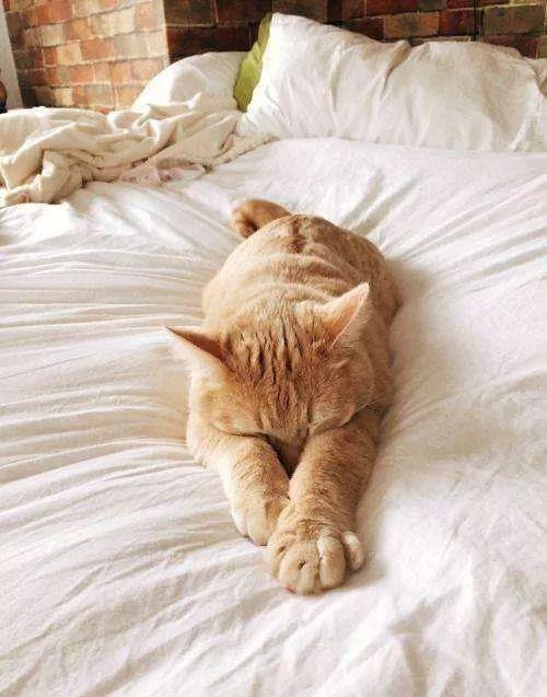 如何挽回猫咪信任,如何重建猫咪信任