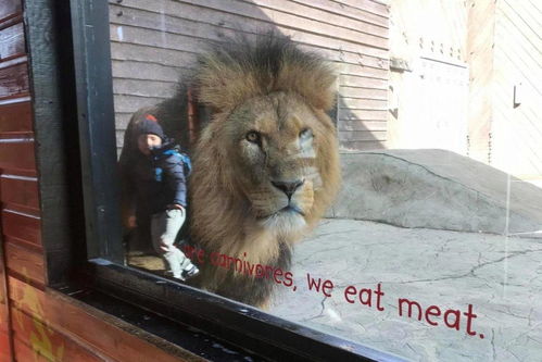 厌世狮子女如何挽回,挽救自闭的狮子女