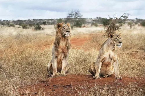 异地如何挽回狮子男,如何成功挽回异地狮子男