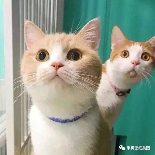 挽回老公换头像猫,如何挽回老公，改头像成可爱猫咪？