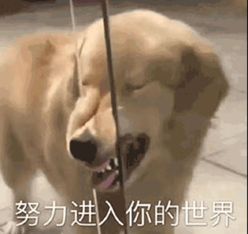 自己舔狗怎么挽回,挽回舔狗自尊的方法