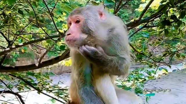 怎么挽回猴子的心,如何重新获得猴子的喜爱