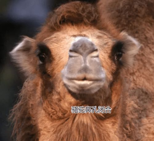 挽回狮子女的后果,如何有效挽回狮子女关系？再不行就真的没戏了！