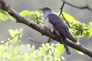 布谷鸟情感挽回,如何挽回布谷鸟的感情