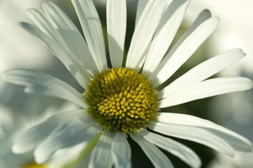 金牛如何挽回摩羯,摩羯座如何被金牛座挽回