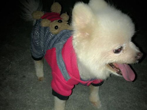 挽回容易变舔狗,如何恢复爱情热度？