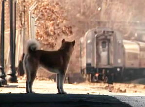 重生挽回前世忠犬，九死一生，忠诚守护，致命误会，重返前世