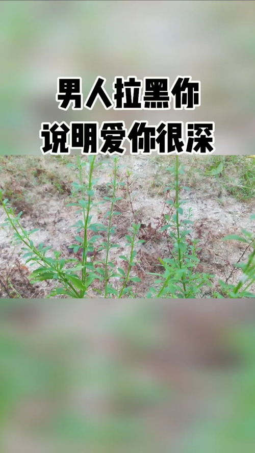 怎么挽回情人拉黑,如何挽回被情人拉黑？--拉黑后如何挽回情人？