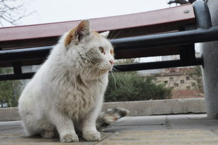 流浪猫怎么挽回它,流浪猫如何得到关爱