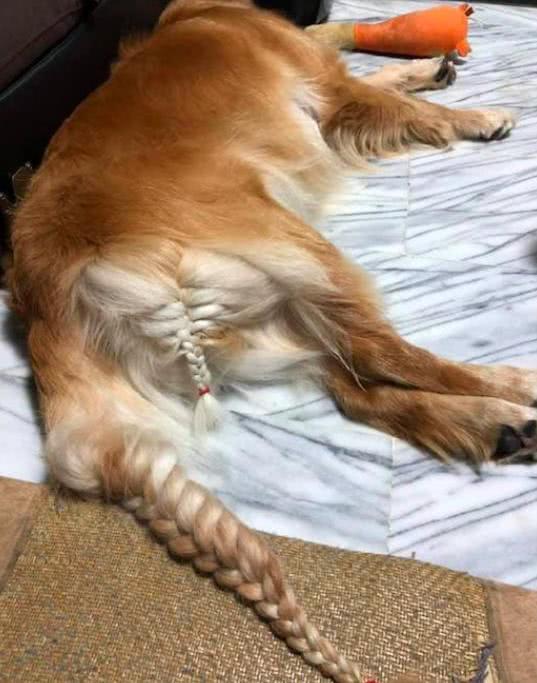 挽回属狗女人的心,如何挽回一位狗年女子的心？