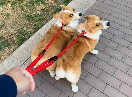 挽回前任的泰迪,如何挽回前任？教你用泰迪最管用！