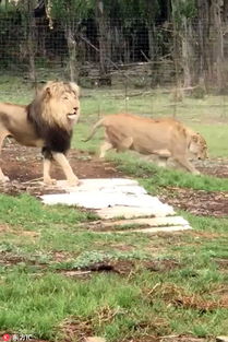 狮子女出轨怎么挽回,如何挽回出轨的狮子女