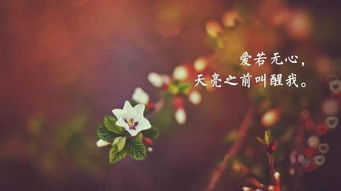 挽回爱情的花语情话,用花语说出我的爱–情话大全