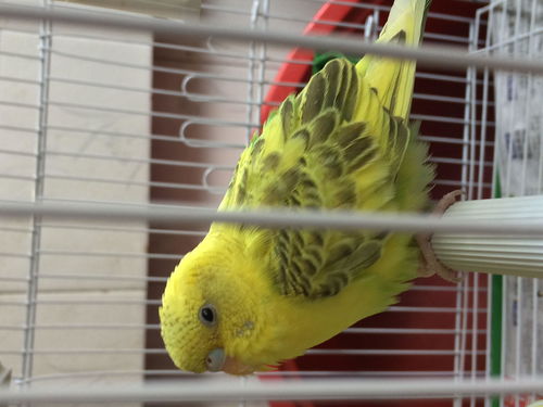 把虎皮鹦鹉打了怎么挽回，如何挽救被虐待的虎皮鹦鹉？