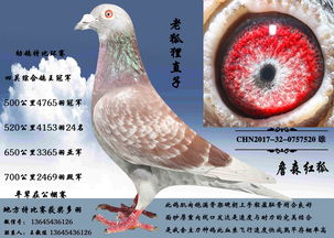 情鸽挽回最佳时间,挽回爱情的最佳时机