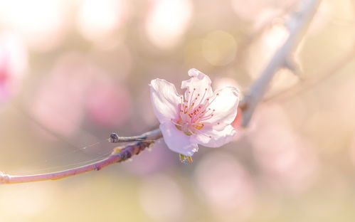 离婚很久了怎么挽回,复婚之路，如何重归于好？