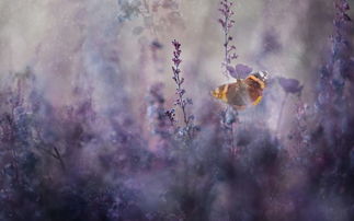 挽回爱情文言文,垂死挣扎争复旧情