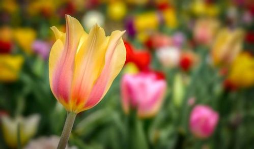 西安情感挽回花臻,西安挽回爱情：花臻的秘密