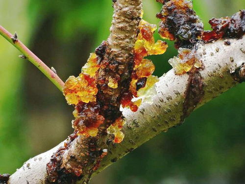 蓝莓树干还能挽回吗,如何拯救患病的蓝莓树？