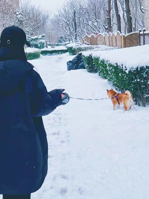 断联雪地女王挽回,雪地女王寻回失落的爱情