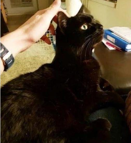 猫不回家怎么挽回,如何让失踪的猫回家？