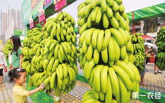 香蕉价格低迷，怎么挽回,如何扭转香蕉价格下跌局面？