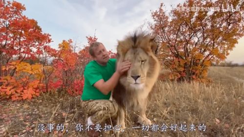 挽回狮子女的心态,如何成功挽回狮子座的心？