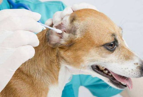 打狗狗很重怎么挽回,怎样挽救狗狗过重问题