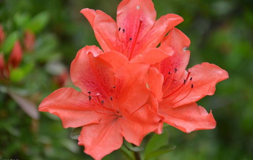 陈小鹏挽回杜鹃,陈小鹏成功挽回杜鹃