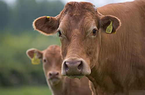 怎么挽回属牛女,怎样挽回属牛女？快来看！