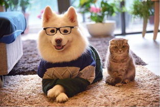 挽回狮子女的几率,不要错过挽回狮子女的机会！