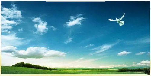 青岛青玖感情挽回,青岛情感挽回：青玖的爱情故事