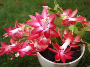 如何挽回蟹爪兰,如何拯救濒危的蟹爪兰